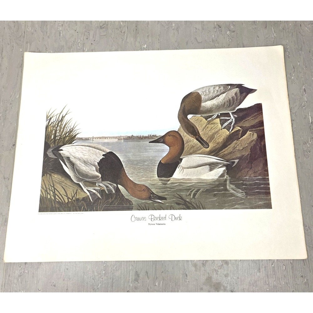 Audubon Canvas Backed Duck Print Vintage Birds of America Waterfowl Art 18x14